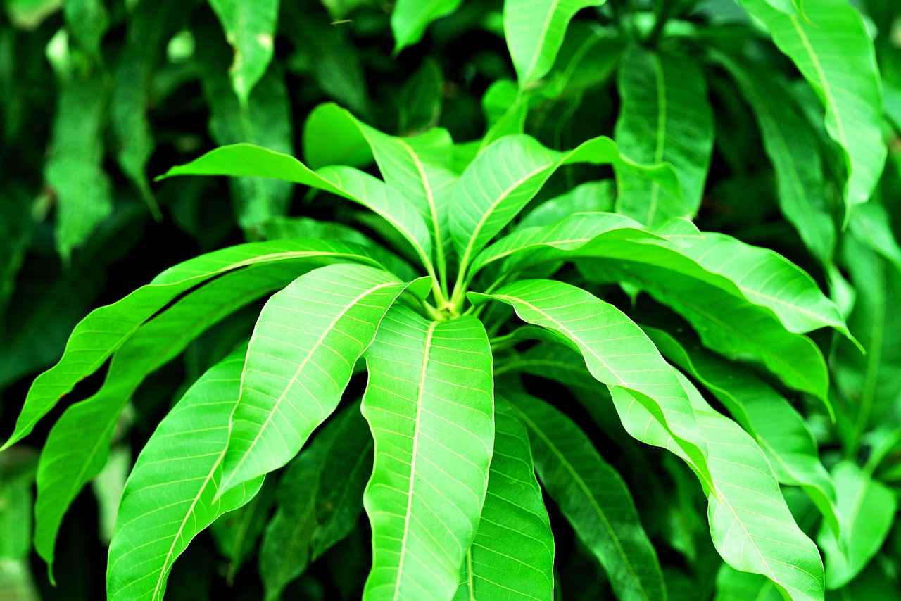 Harnessing the Metabolism-Boosting Effects of African Mango