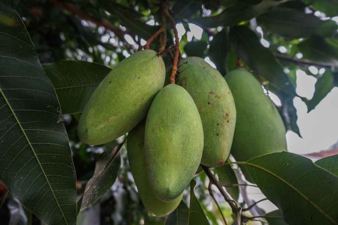 Health Benefits of African Mango