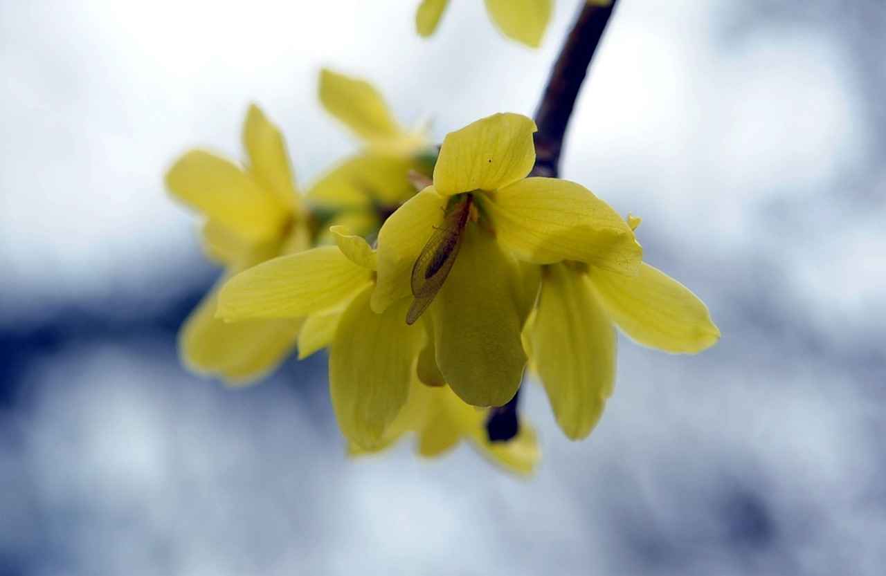 Conclusion: The Future of Berberine in Health