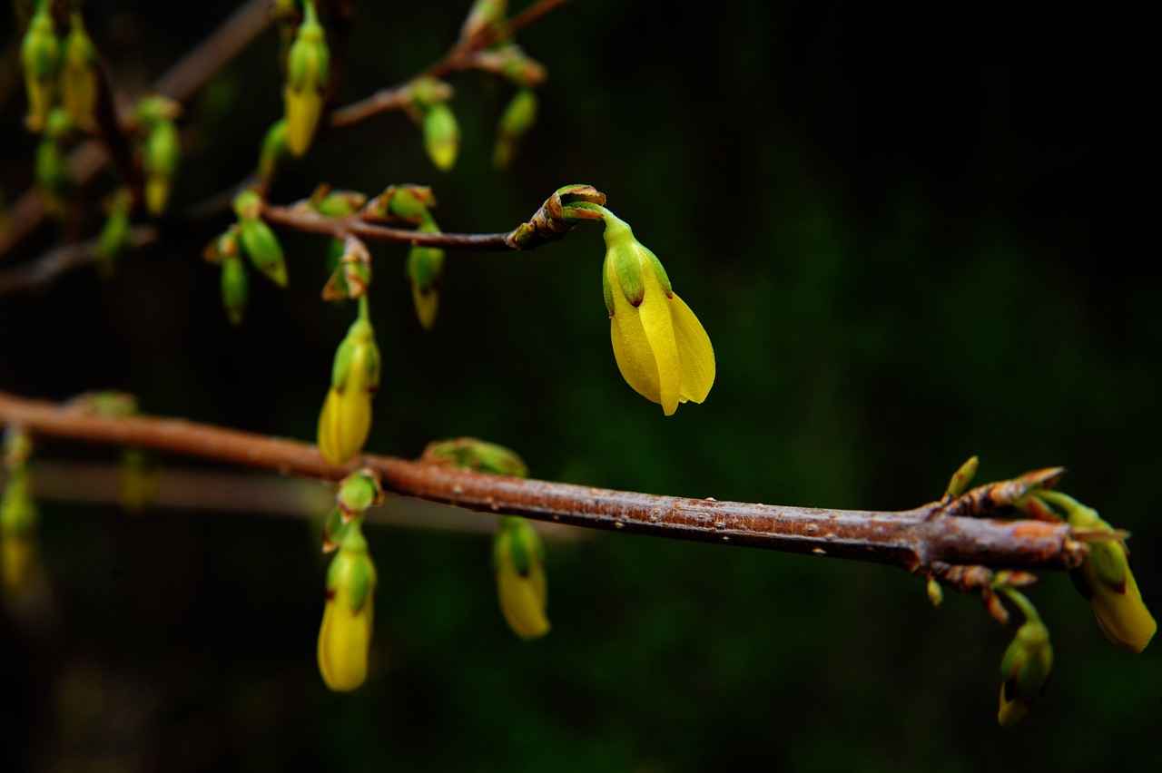 Berberine and Weight Management