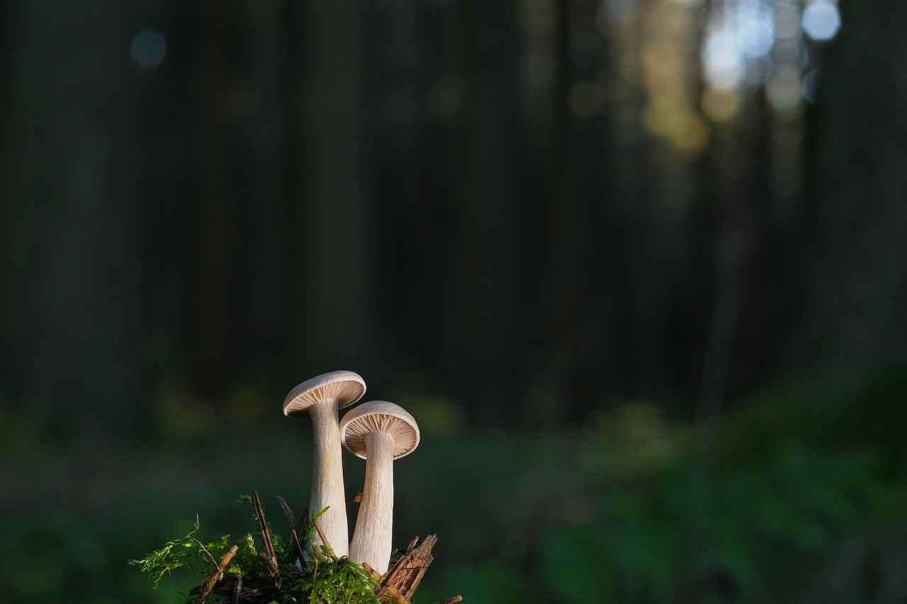How Medicinal Mushrooms Like Reishi Benefit Immunity