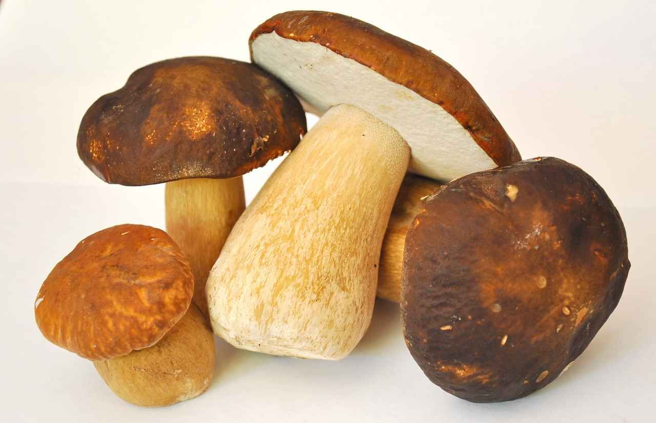The Science Behind Reishi Mushrooms