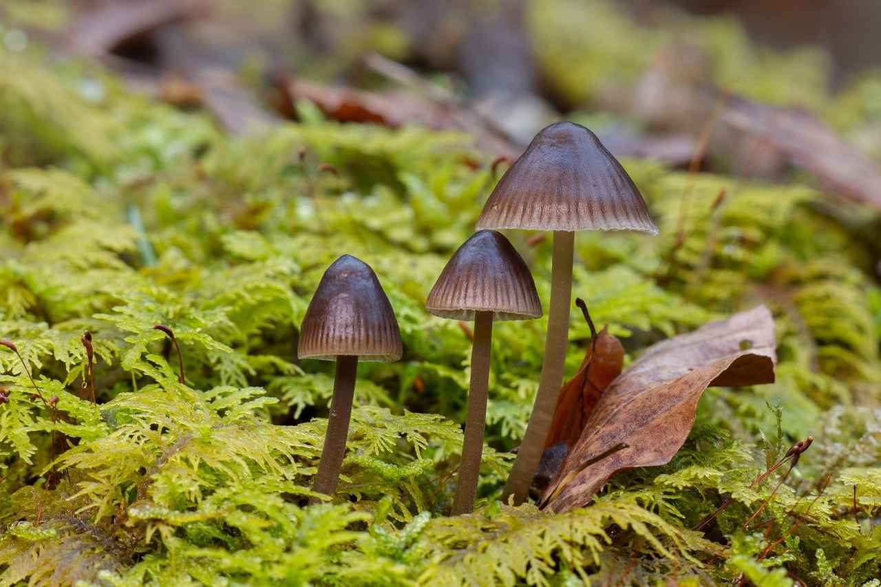 Key Health Benefits of Reishi