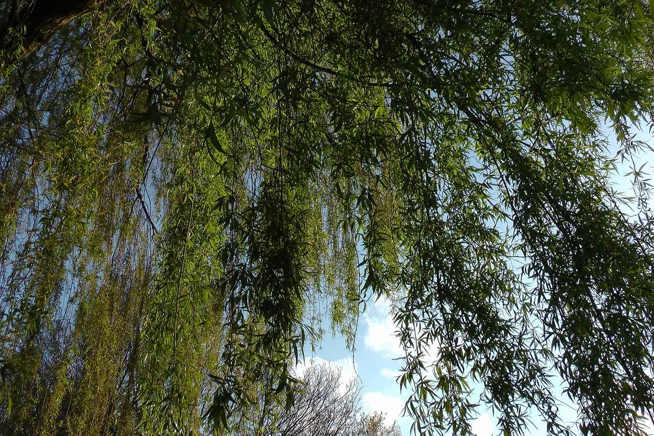 How Willow Bark Supports Healthy Inflammation Responses