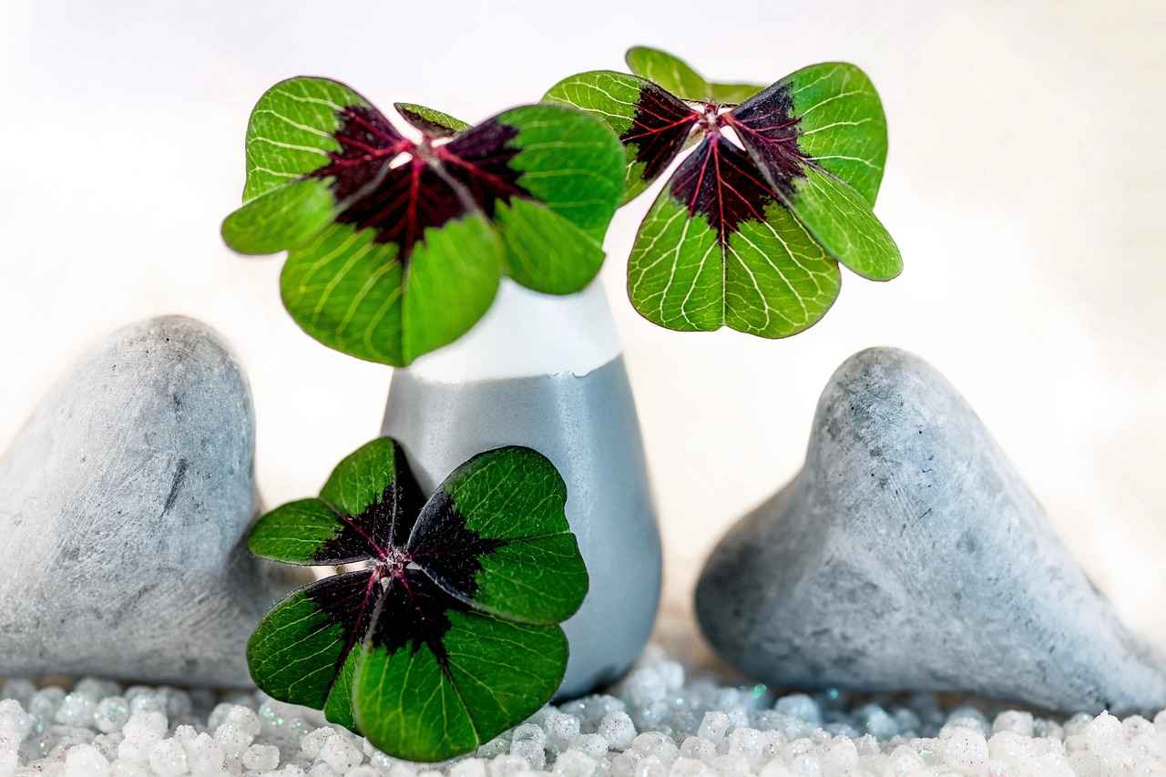 Red Clover: A Natural Remedy for Menopause Symptoms