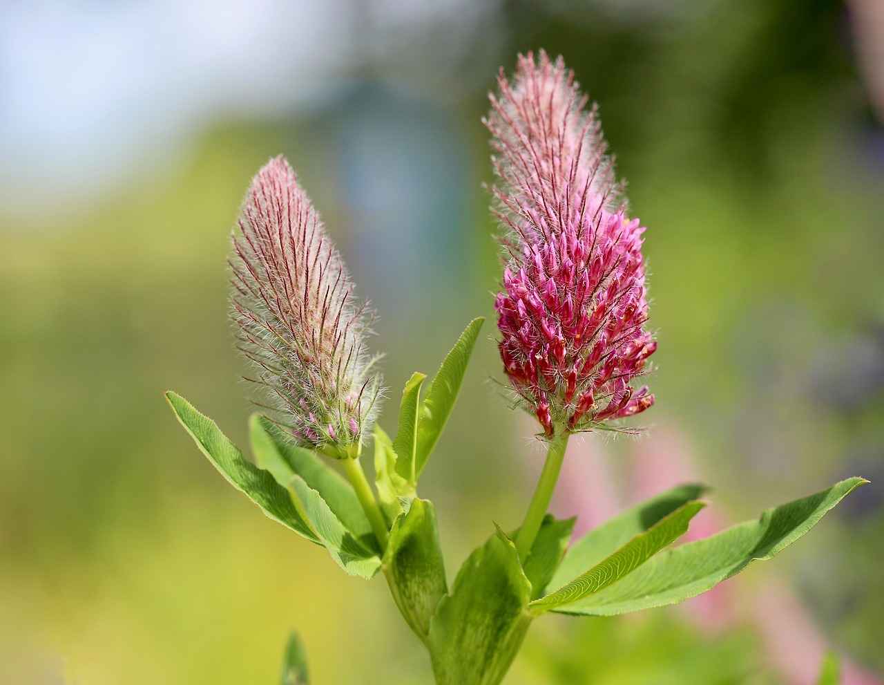 What is Red Clover?