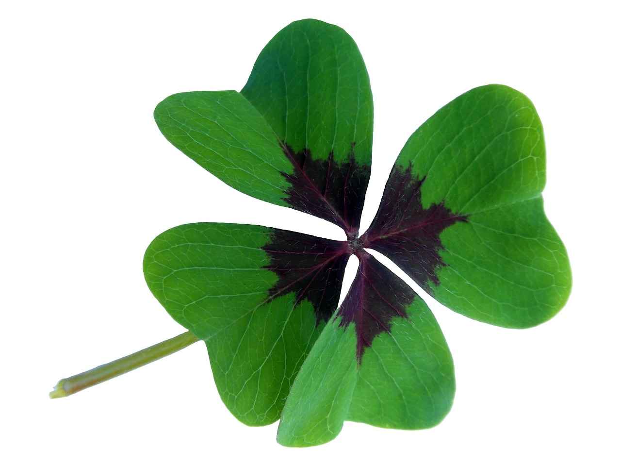 How to Incorporate Red Clover into Your Diet