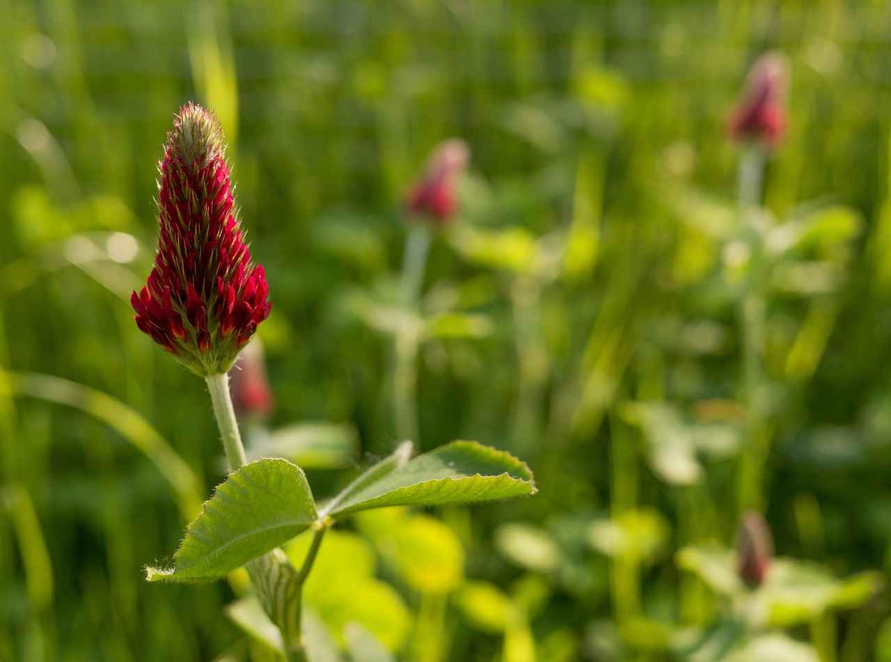 Potential Side Effects of Red Clover