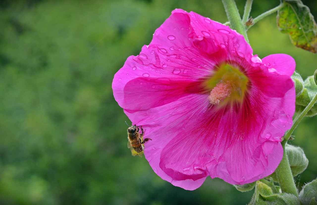 Conclusion: Is Rhodiola Rosea Right for You?