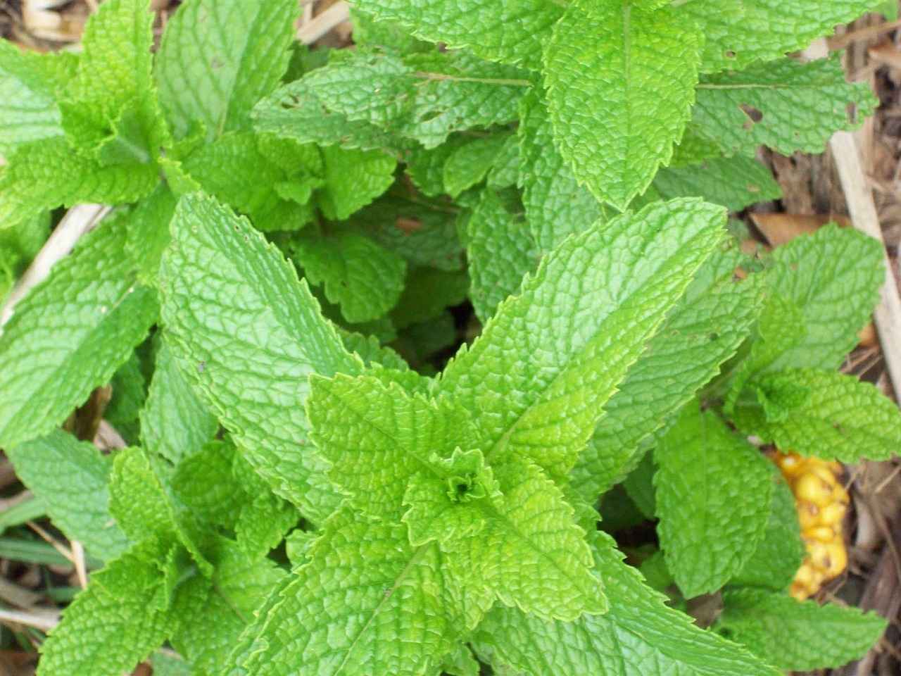 Supporting Digestive Health with Peppermint Oil