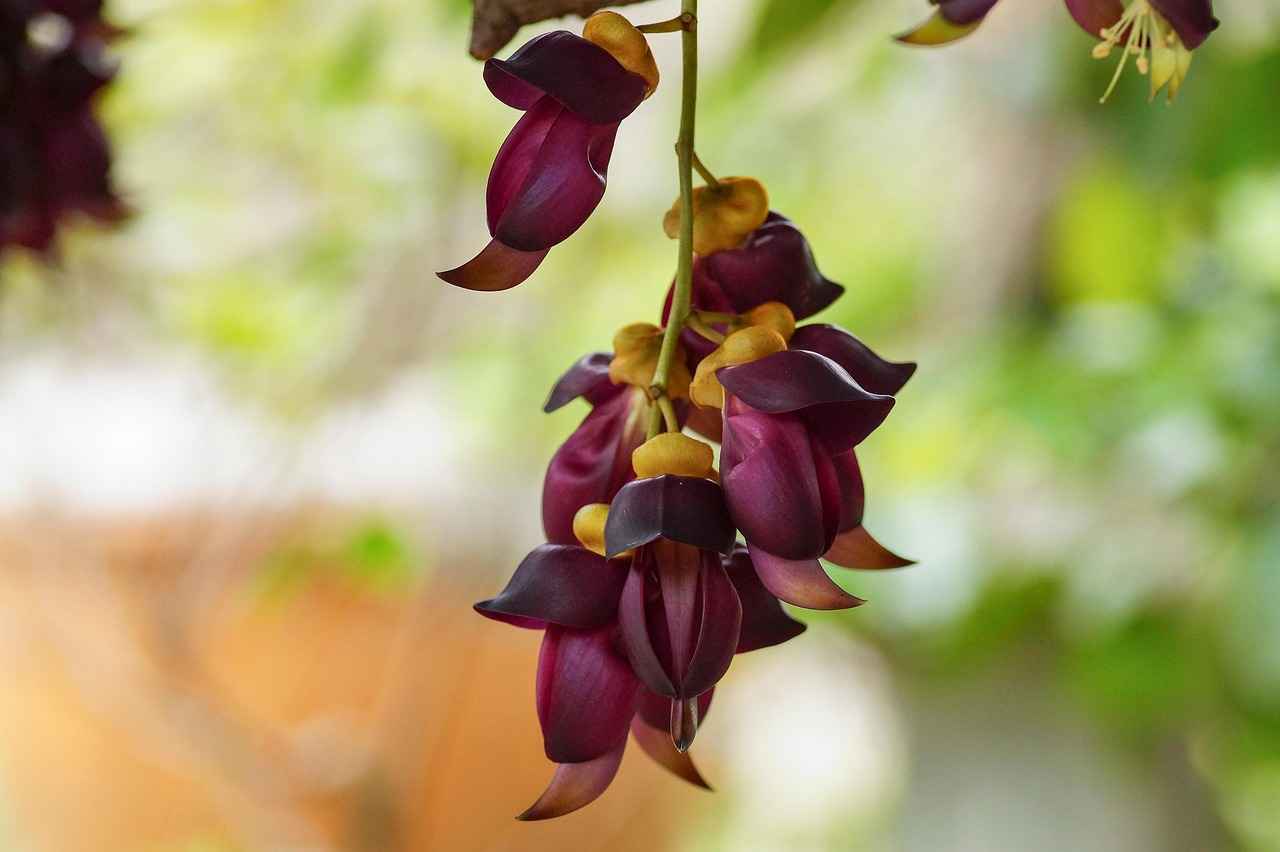 How to Incorporate Mucuna Pruriens into Your Diet