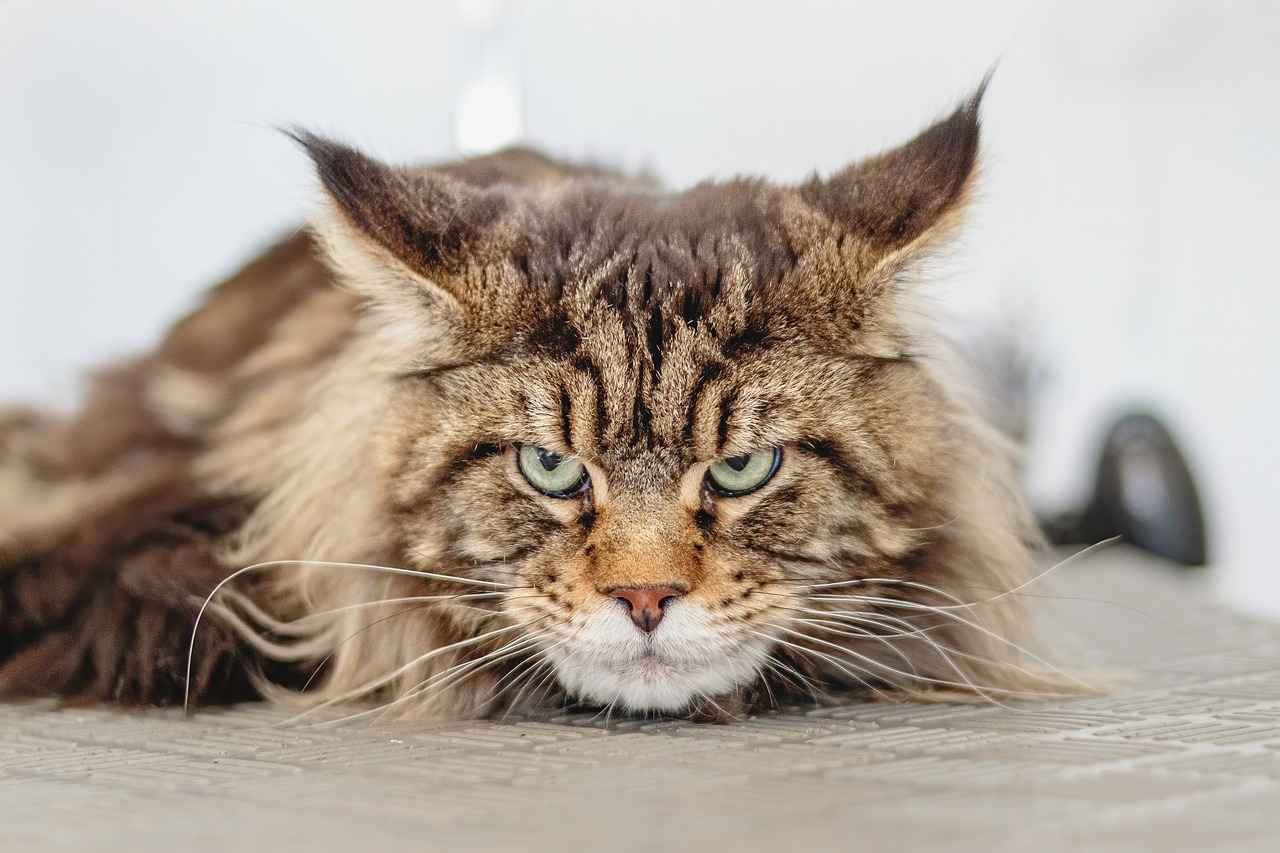 Supporting Immune Health with Cat's Claw