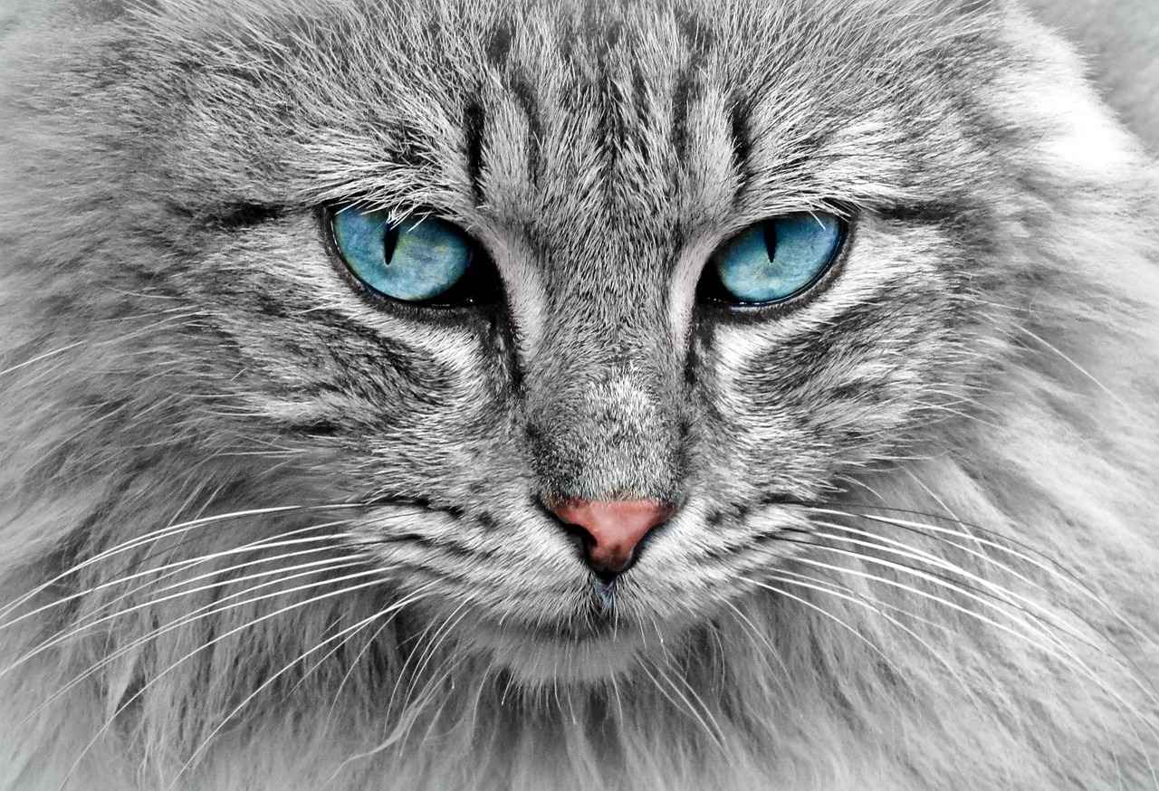 What is Cat's Claw?