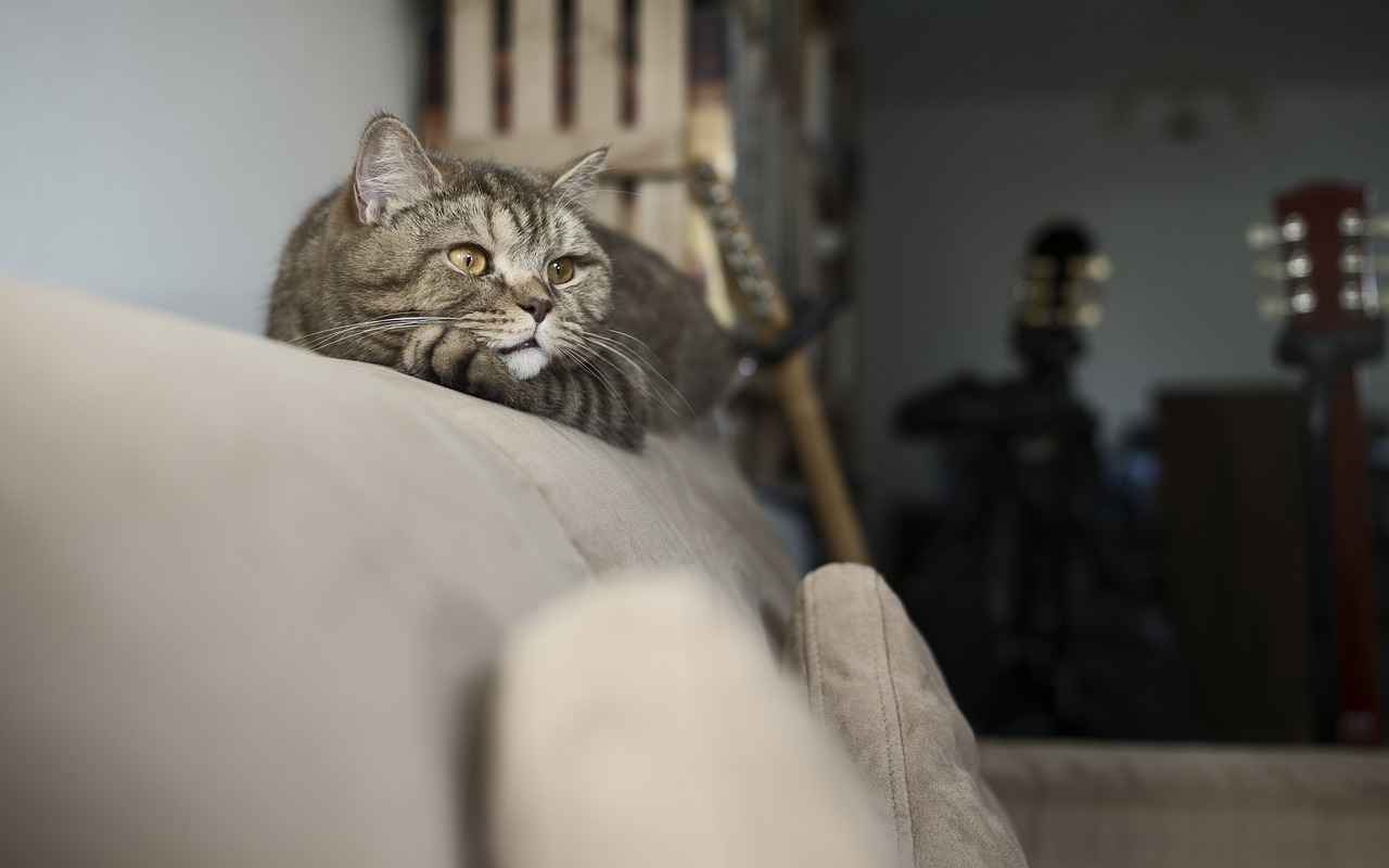 Conclusion: Is Cat's Claw Right for You?