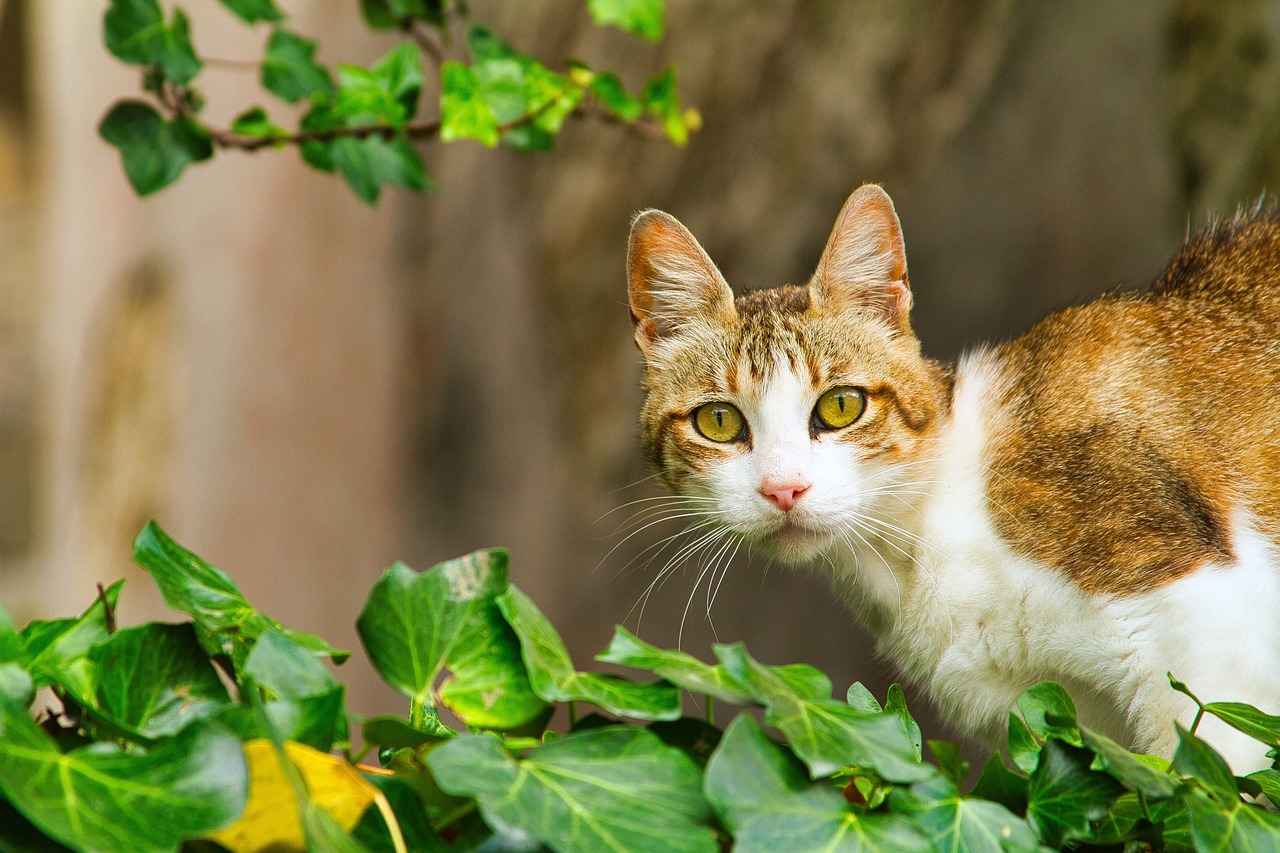 Historical Uses of Cat's Claw