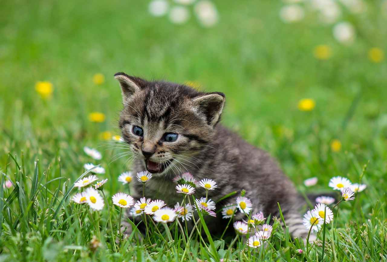 Health Benefits of Cat's Claw
