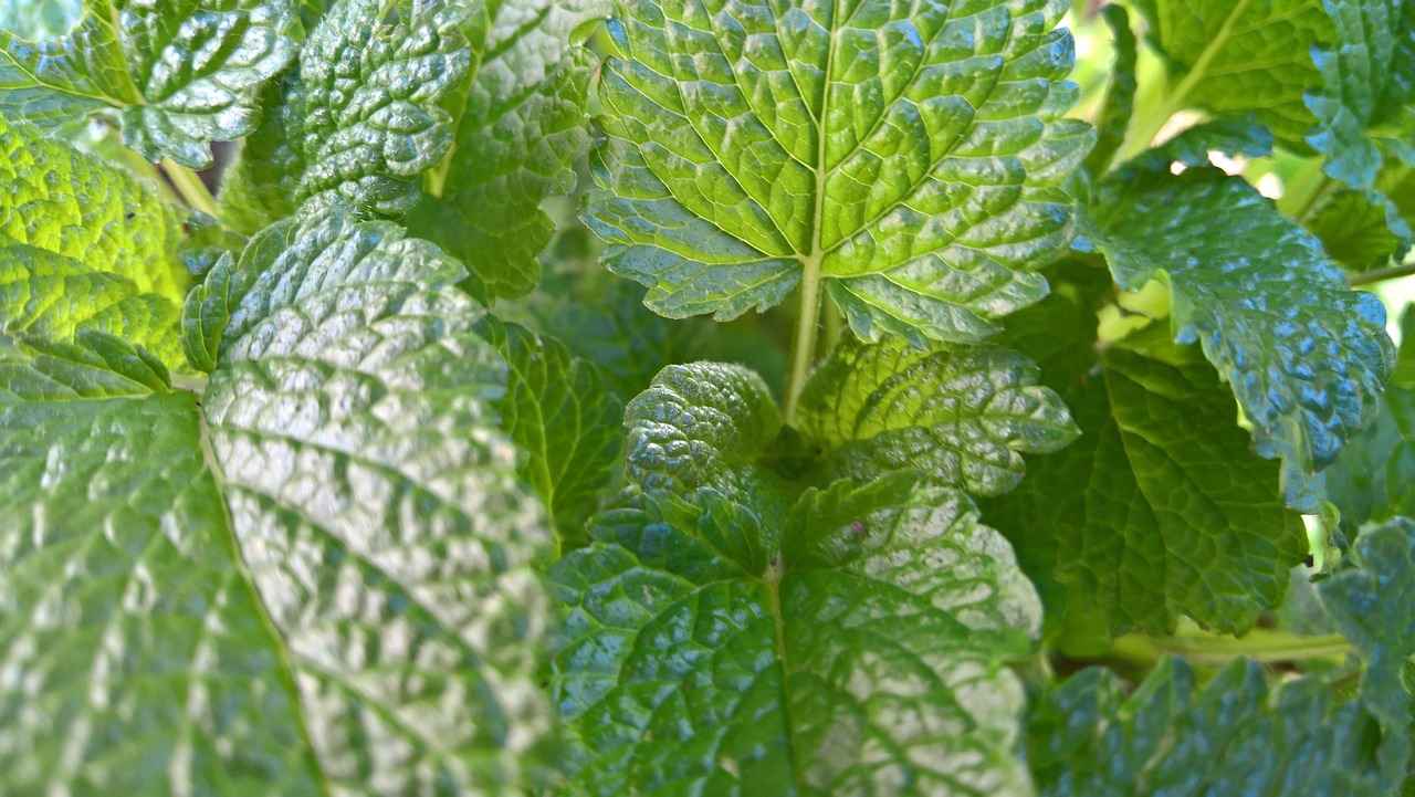 Health Benefits of Lemon Balm