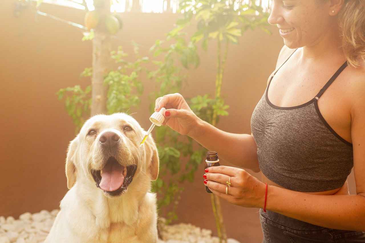 What is Oil of Oregano?