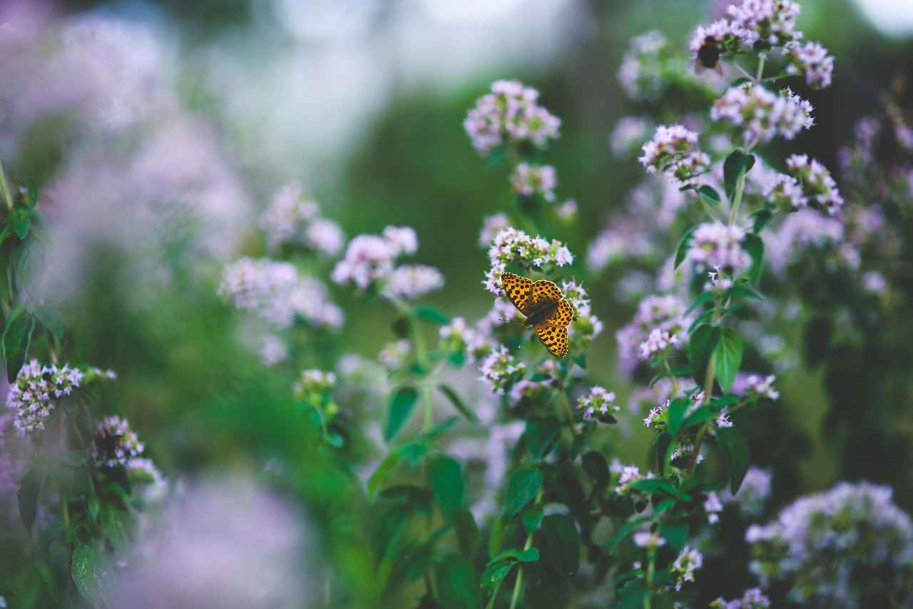 How Does Oil of Oregano Work?