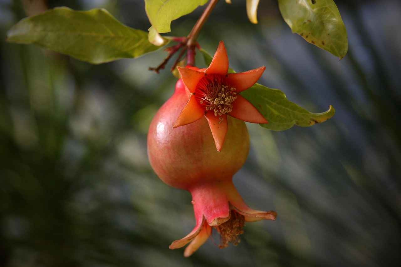 Research Studies on Pomegranate Extract