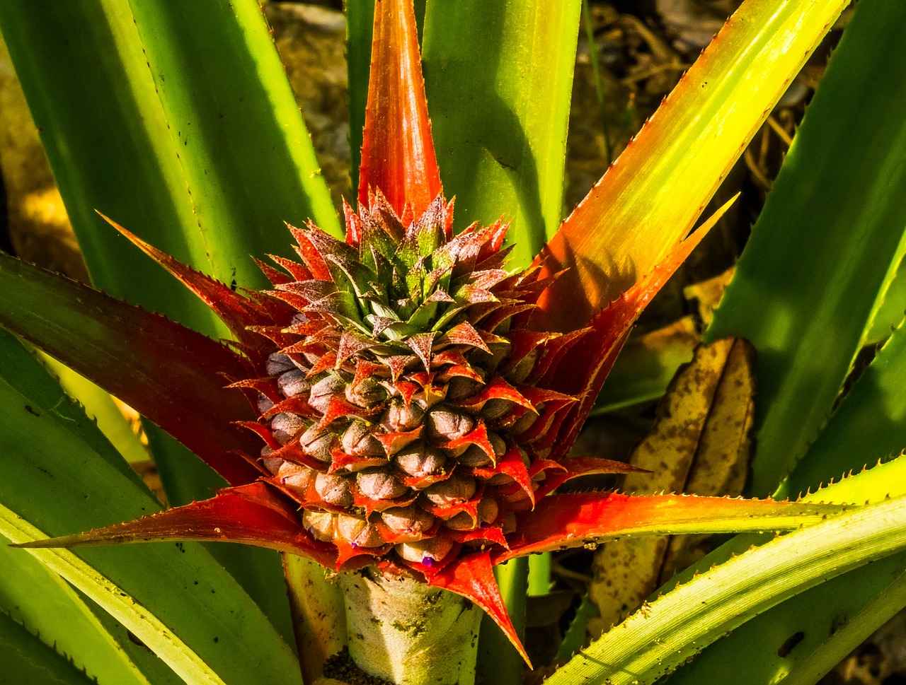 How to Incorporate Bromelain into Your Diet