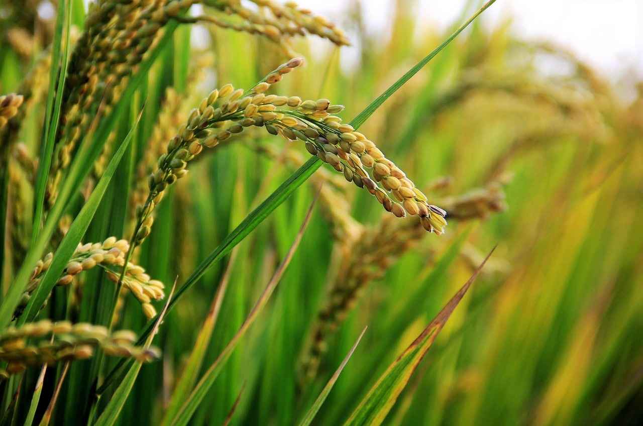 Who Should Consider Using Red Yeast Rice?
