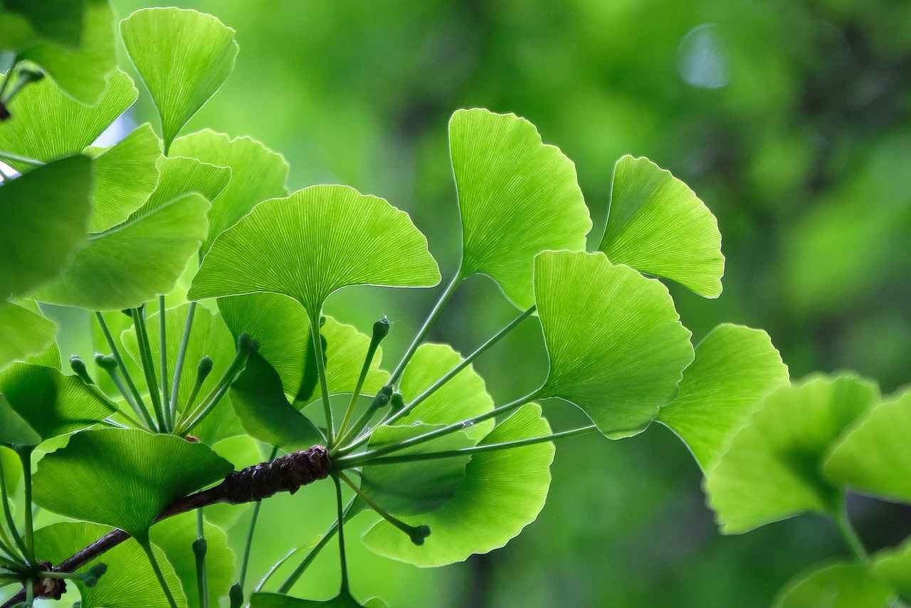 The Brain-Boosting Benefits of Ginkgo Biloba