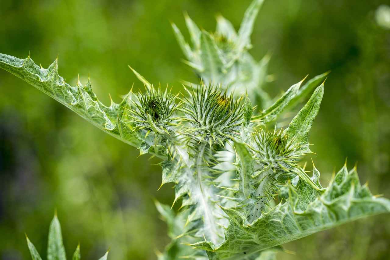 The Detoxifying Benefits of Milk Thistle