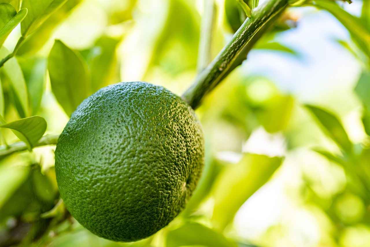The Digestive Benefits of Swedish Bitters