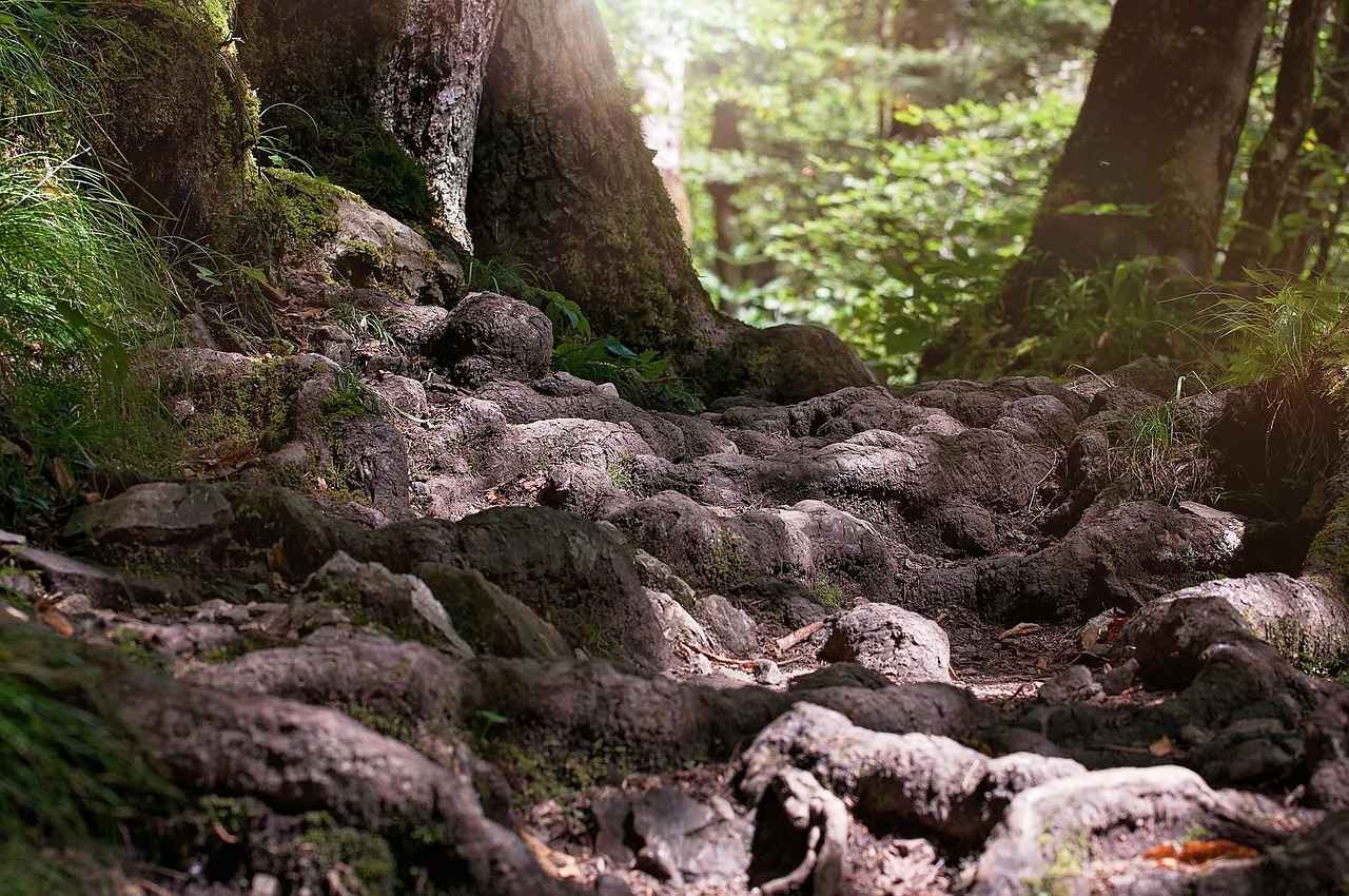 Potential Side Effects of Maca Root