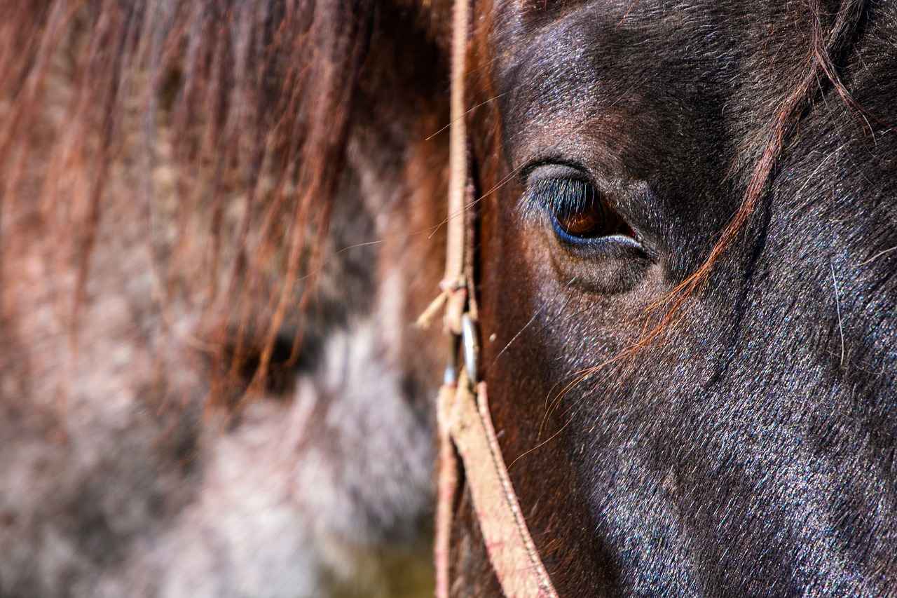 Conclusion: Enhancing Eye Health with Zeaxanthin