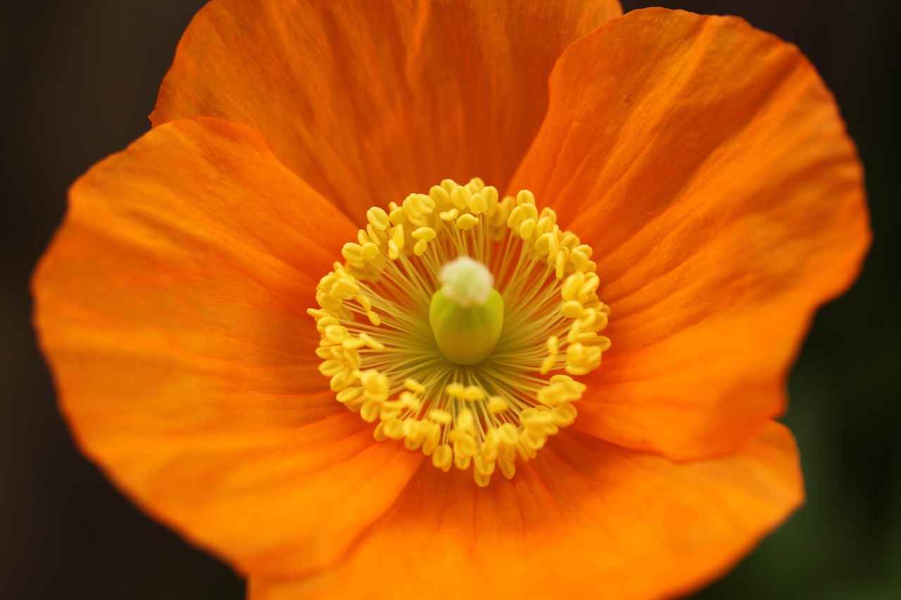 The Healing Benefits of Arnica for Muscle Recovery