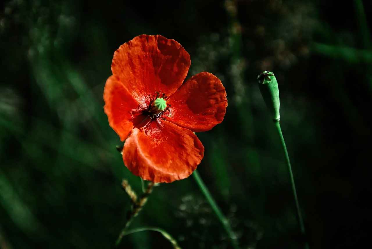 What is Arnica?