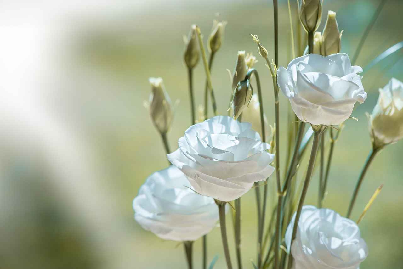 Potential Side Effects of Arnica