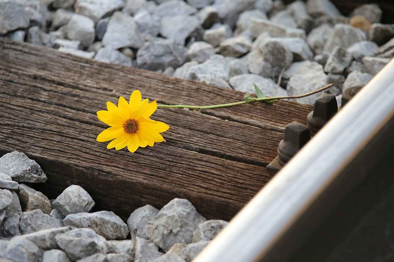 How to Use Arnica for Muscle Recovery