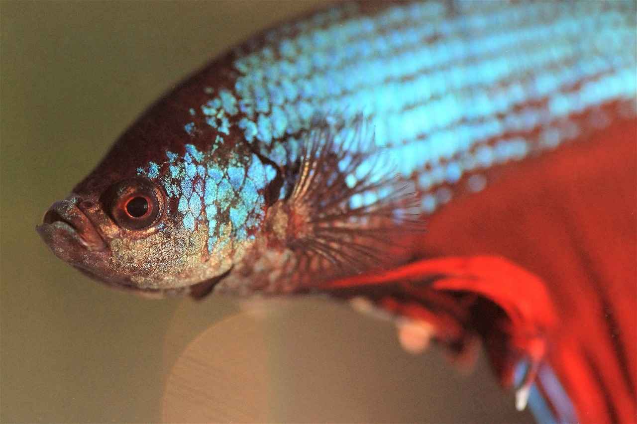 What Are Beta-Glucans?