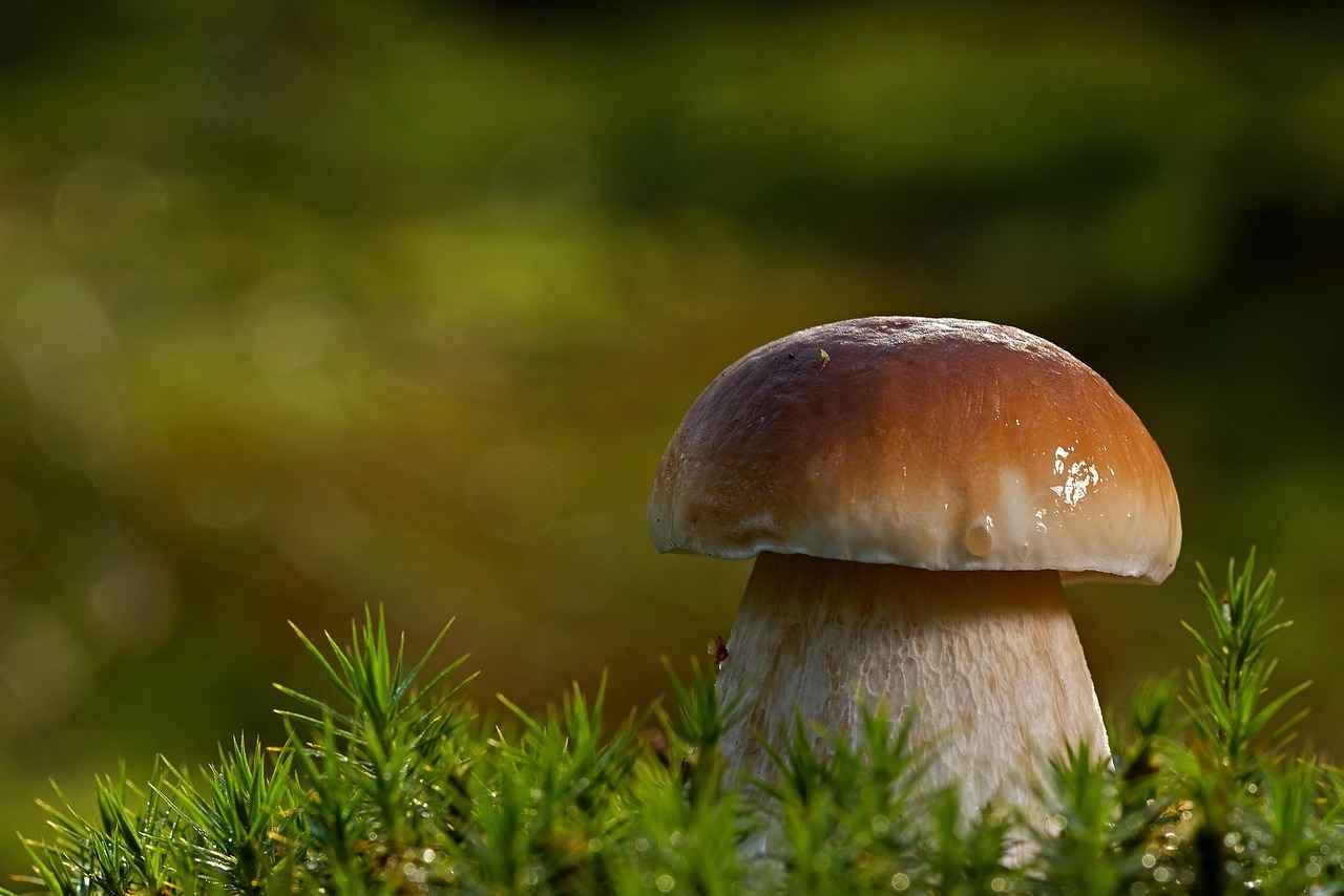 What is Reishi Mushroom?