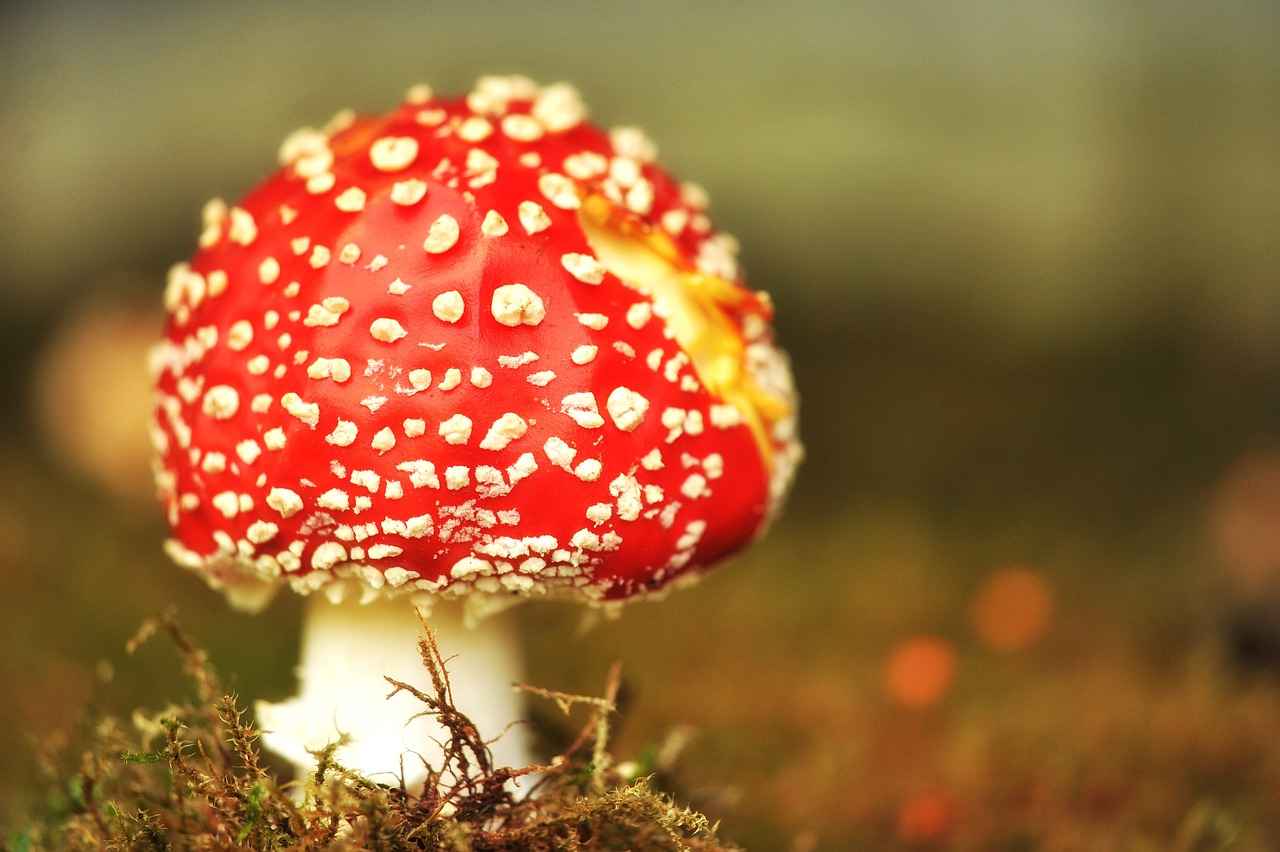 How to Incorporate Reishi Mushroom into Your Diet