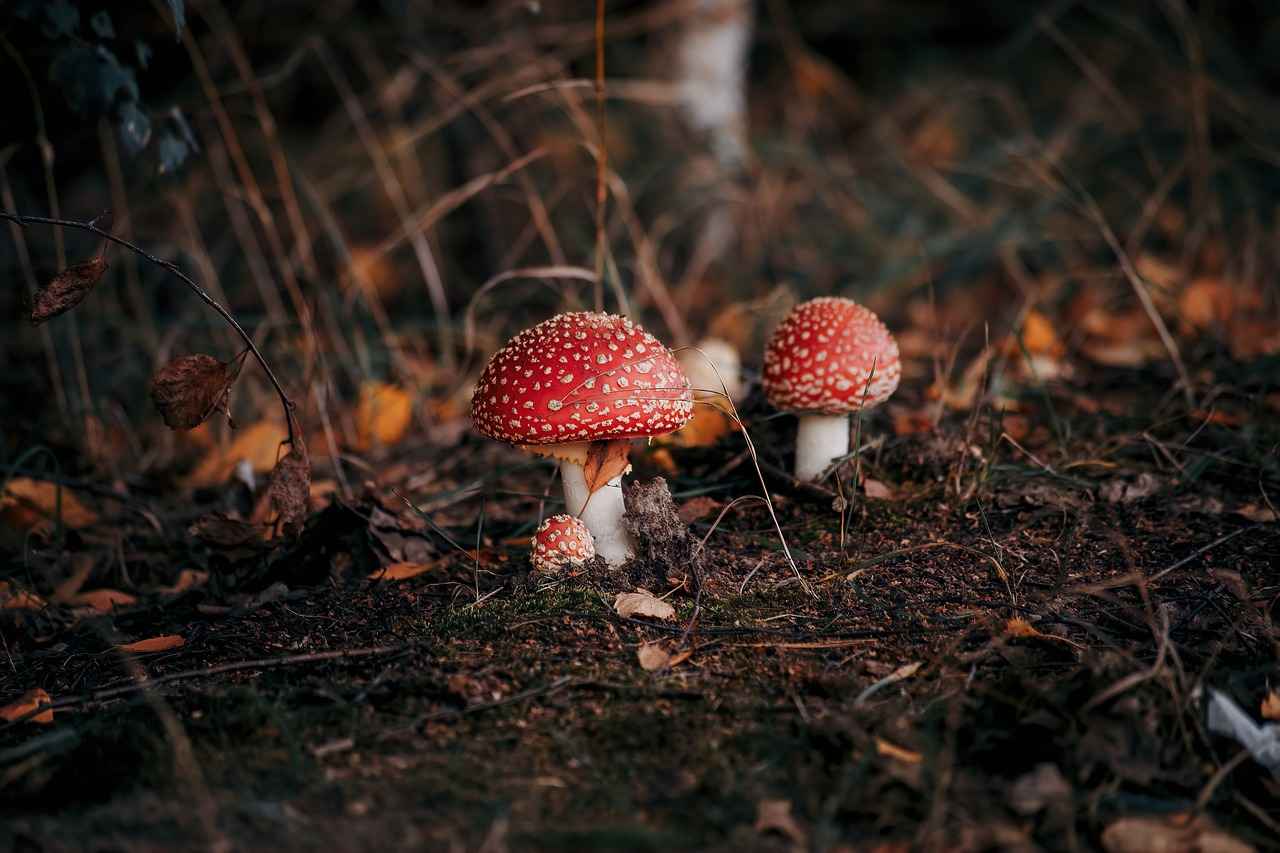 Health Benefits of Reishi Mushroom