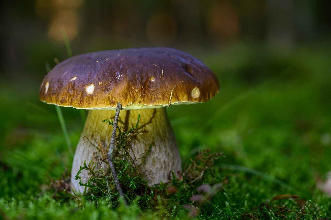 Reishi Mushroom and Stress Reduction