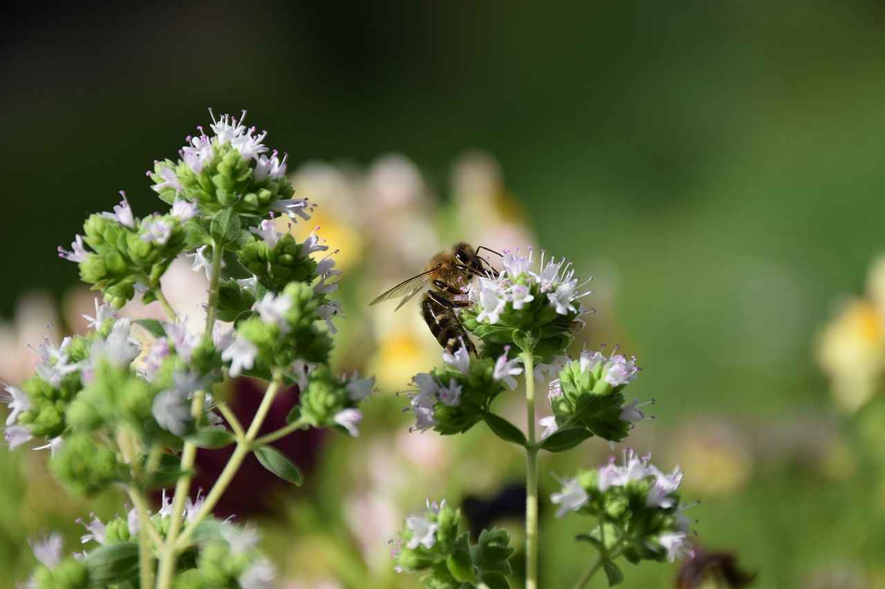 Conclusion: Embracing Oregano Oil for Immune Health