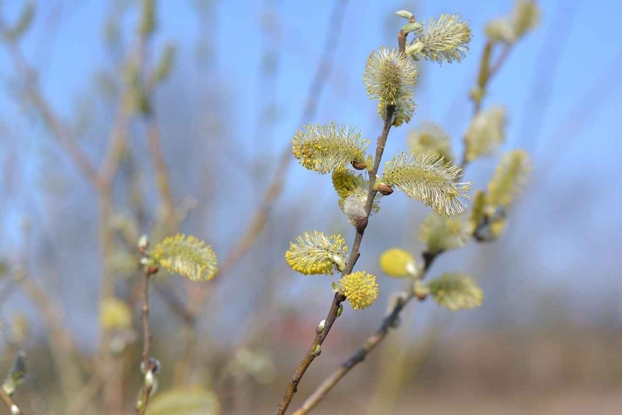 The Joint-Soothing Power of White Willow Bark