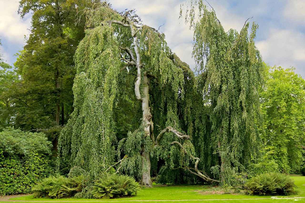 How to Incorporate White Willow Bark into Your Routine
