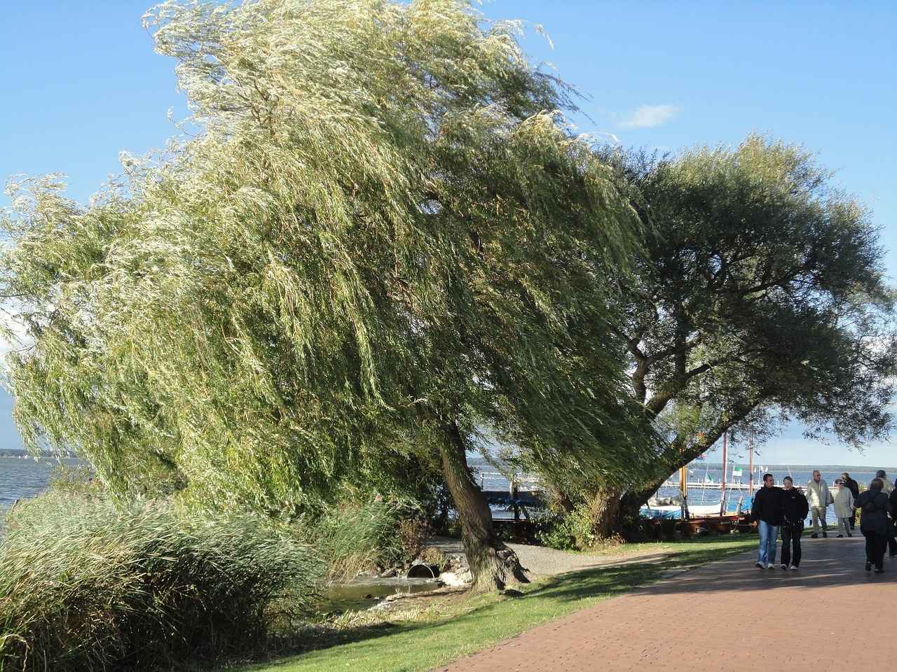 How Does White Willow Bark Work?