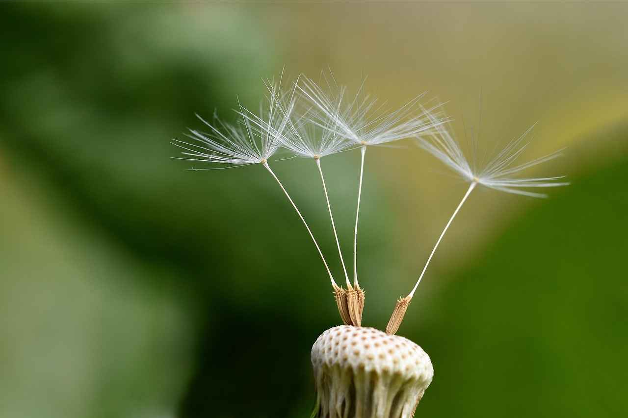 The Liver-Cleansing Benefits of Dandelion Root