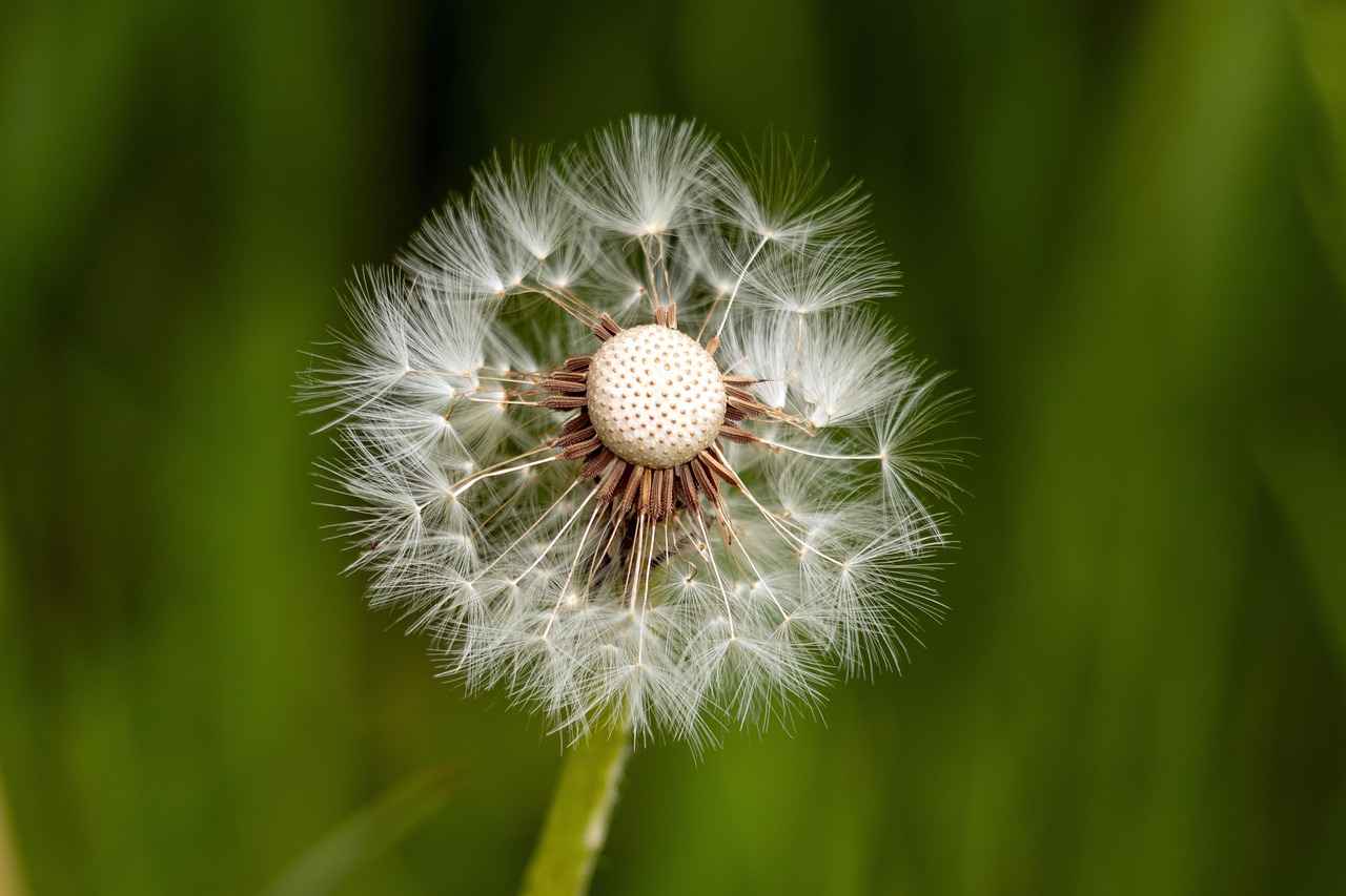 What is Dandelion Root?