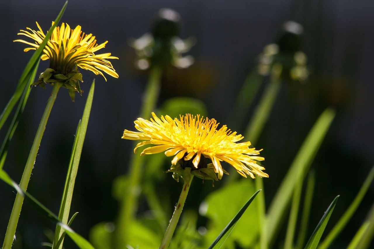 Potential Side Effects and Precautions