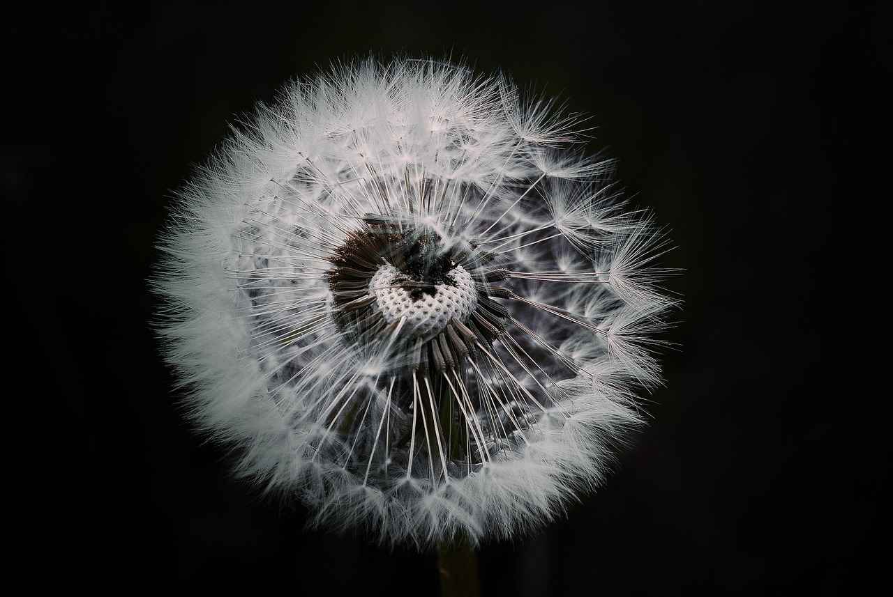 Conclusion: Embracing Dandelion Root for Liver Health