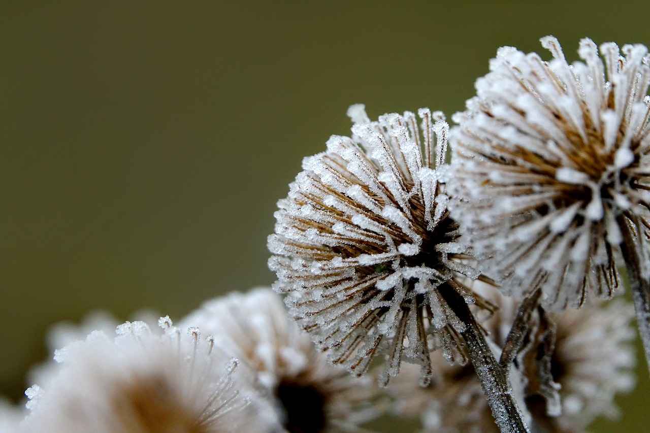 Conclusion: Embracing Burdock Root for Liver Health