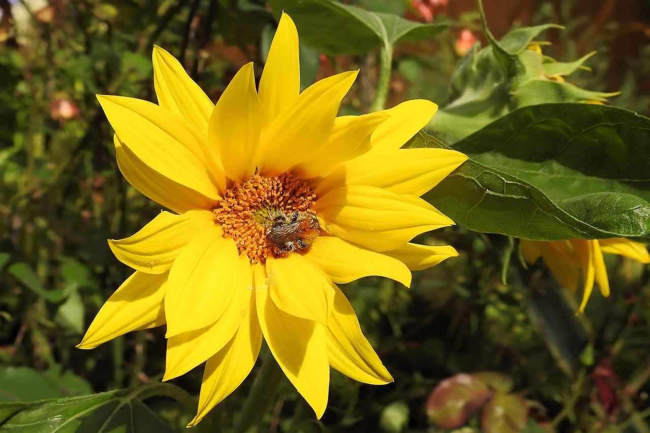 Key Nutrients in Artichoke Leaf Extract